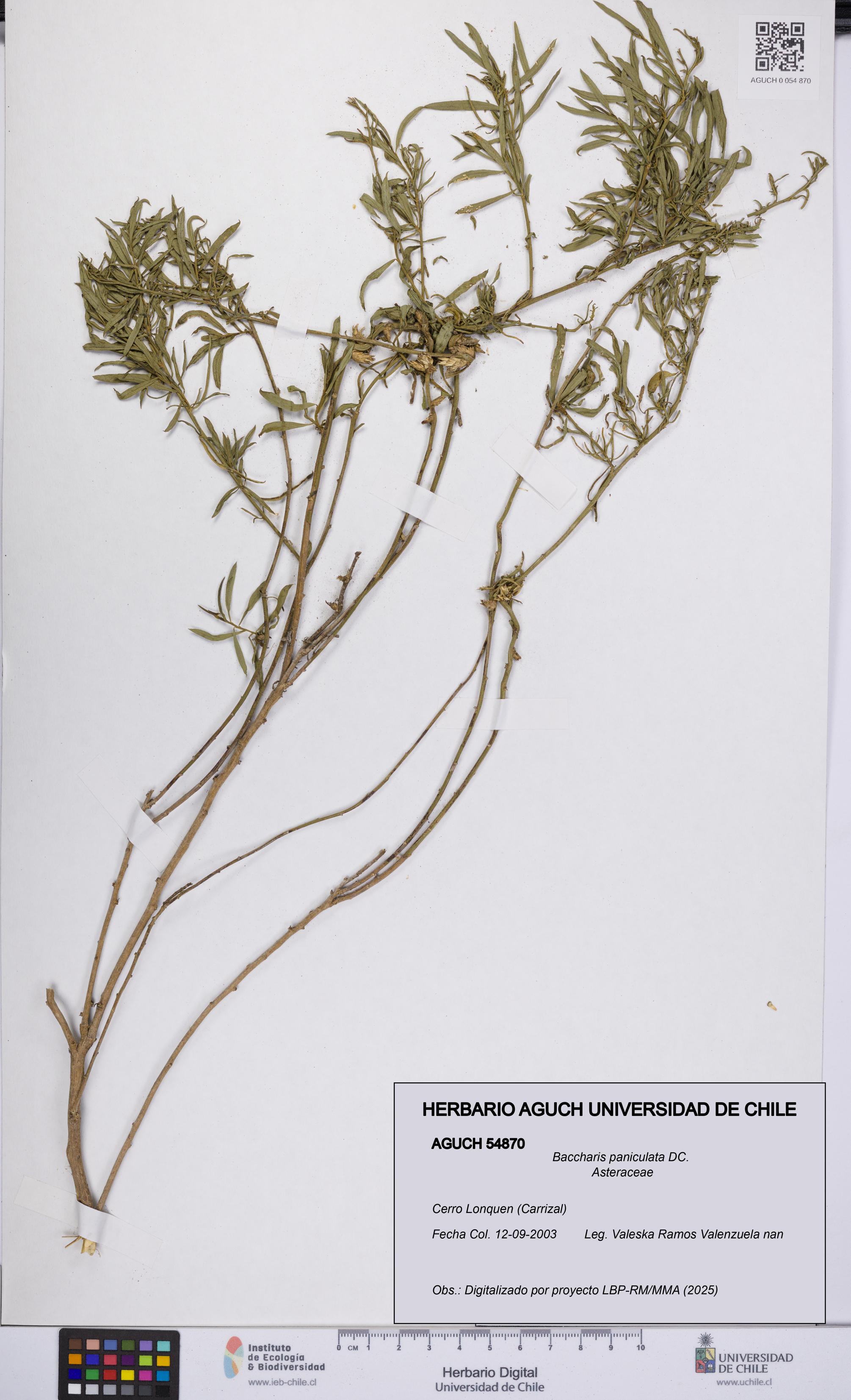 Baccharis paniculata [Espécimen: UCH:AGUCH:0054870]