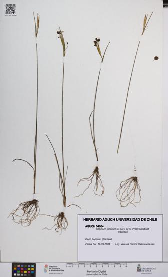 Olsynium junceum [Espécimen: UCH:AGUCH:0054884]