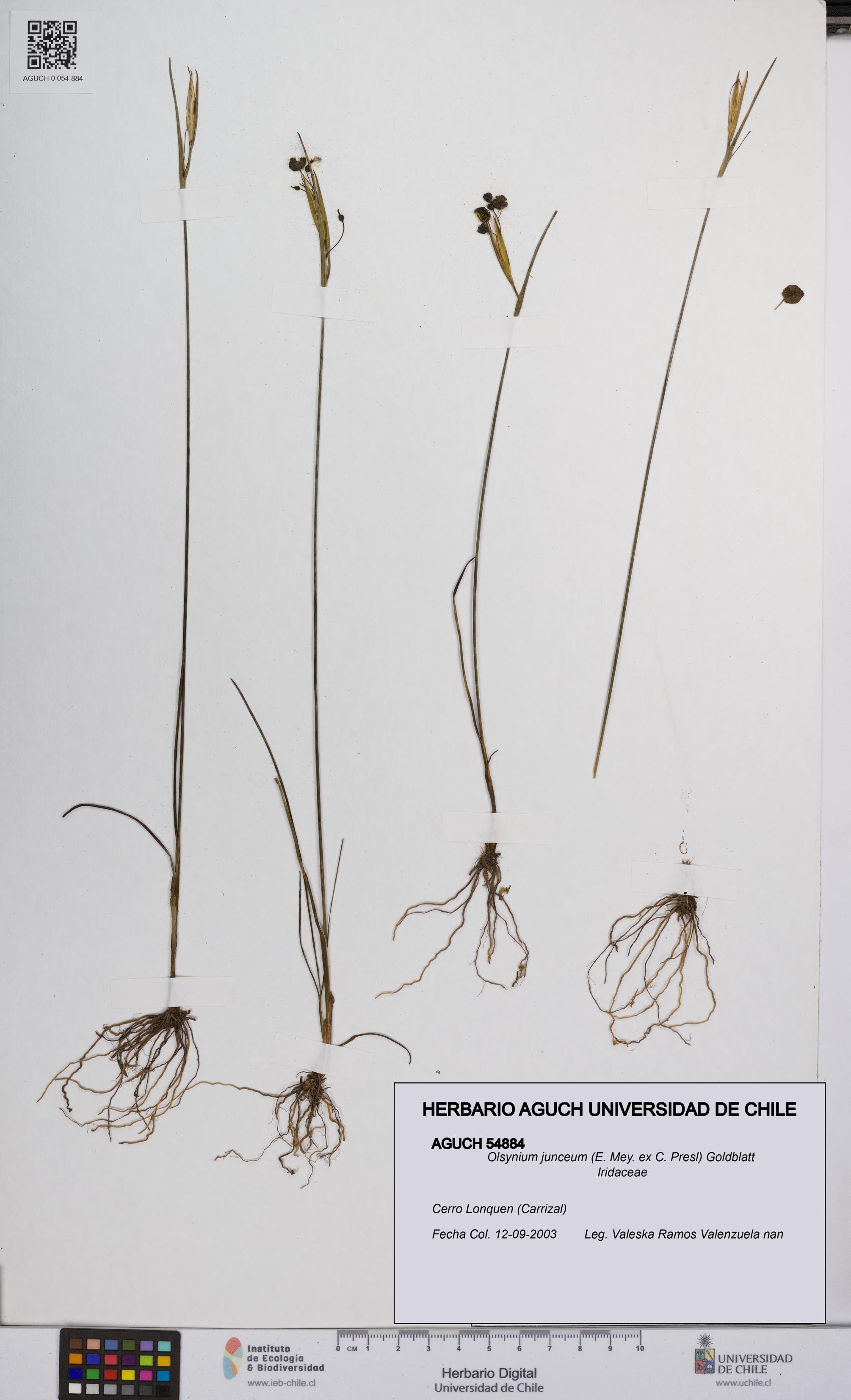 Olsynium junceum [Espécimen: UCH:AGUCH:0054884]
