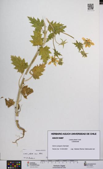 Loasa placei [Espécimen: UCH:AGUCH:0054887]