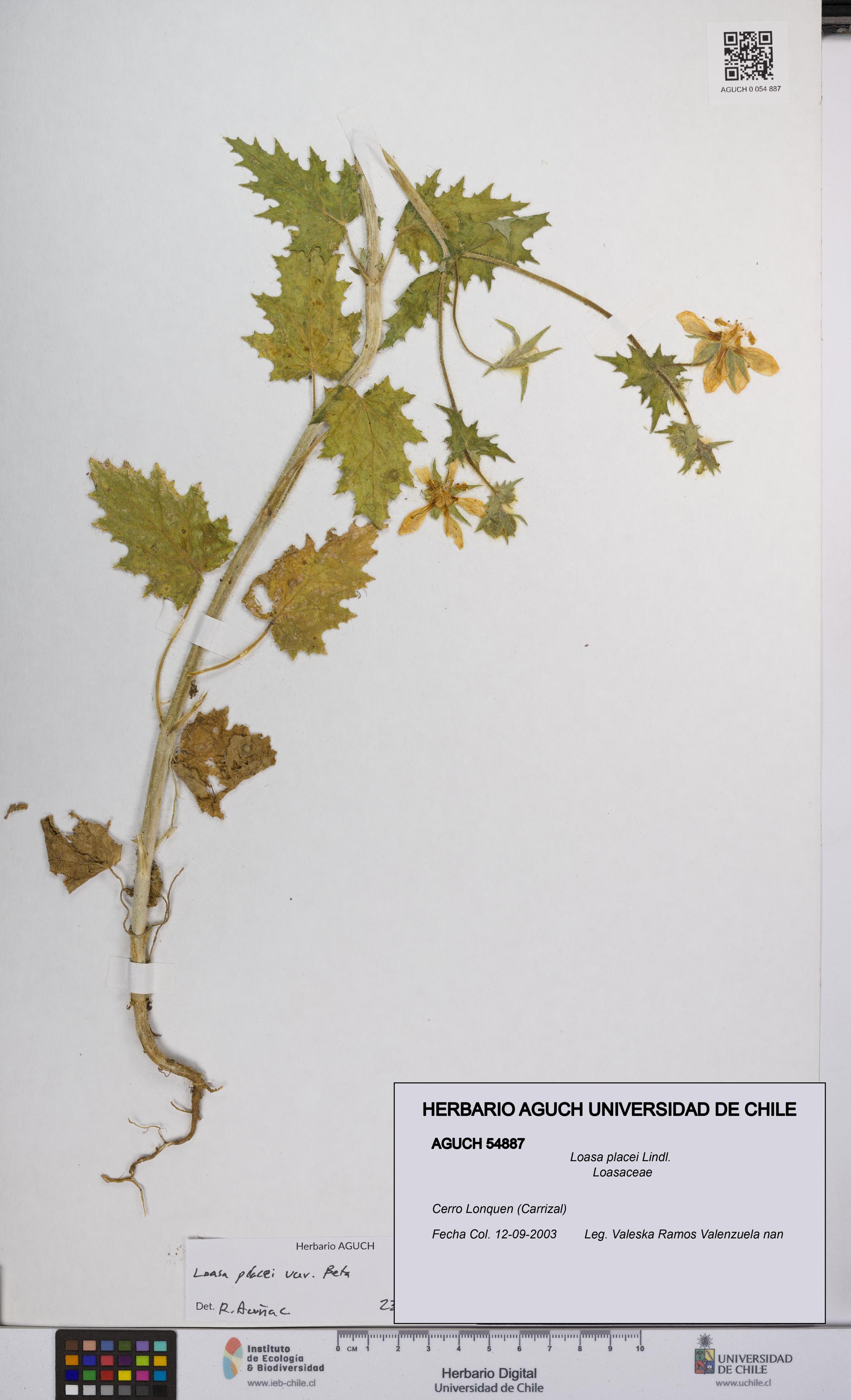 Loasa placei [Espécimen: UCH:AGUCH:0054887]