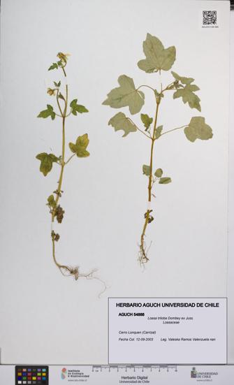 Loasa triloba [Espécimen: UCH:AGUCH:0054888]