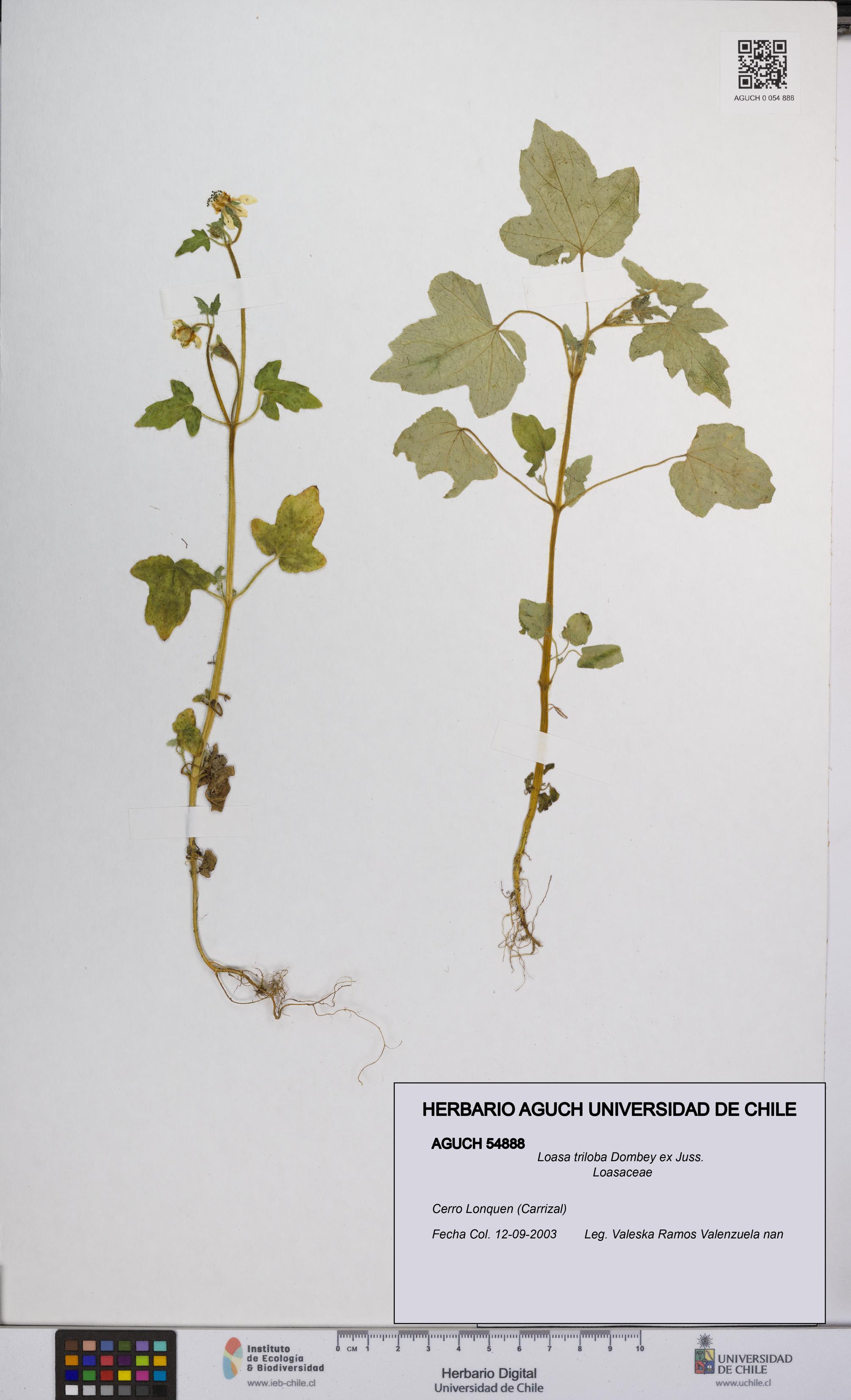 Loasa triloba [Espécimen: UCH:AGUCH:0054888]