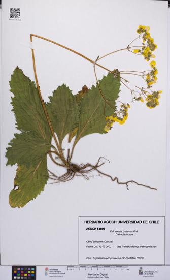 Calceolaria pratensis [Espécimen: UCH:AGUCH:0054895]