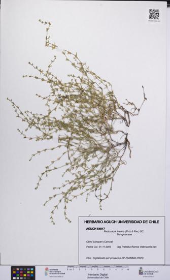 Pectocarya linearis [Espécimen: UCH:AGUCH:0054917]