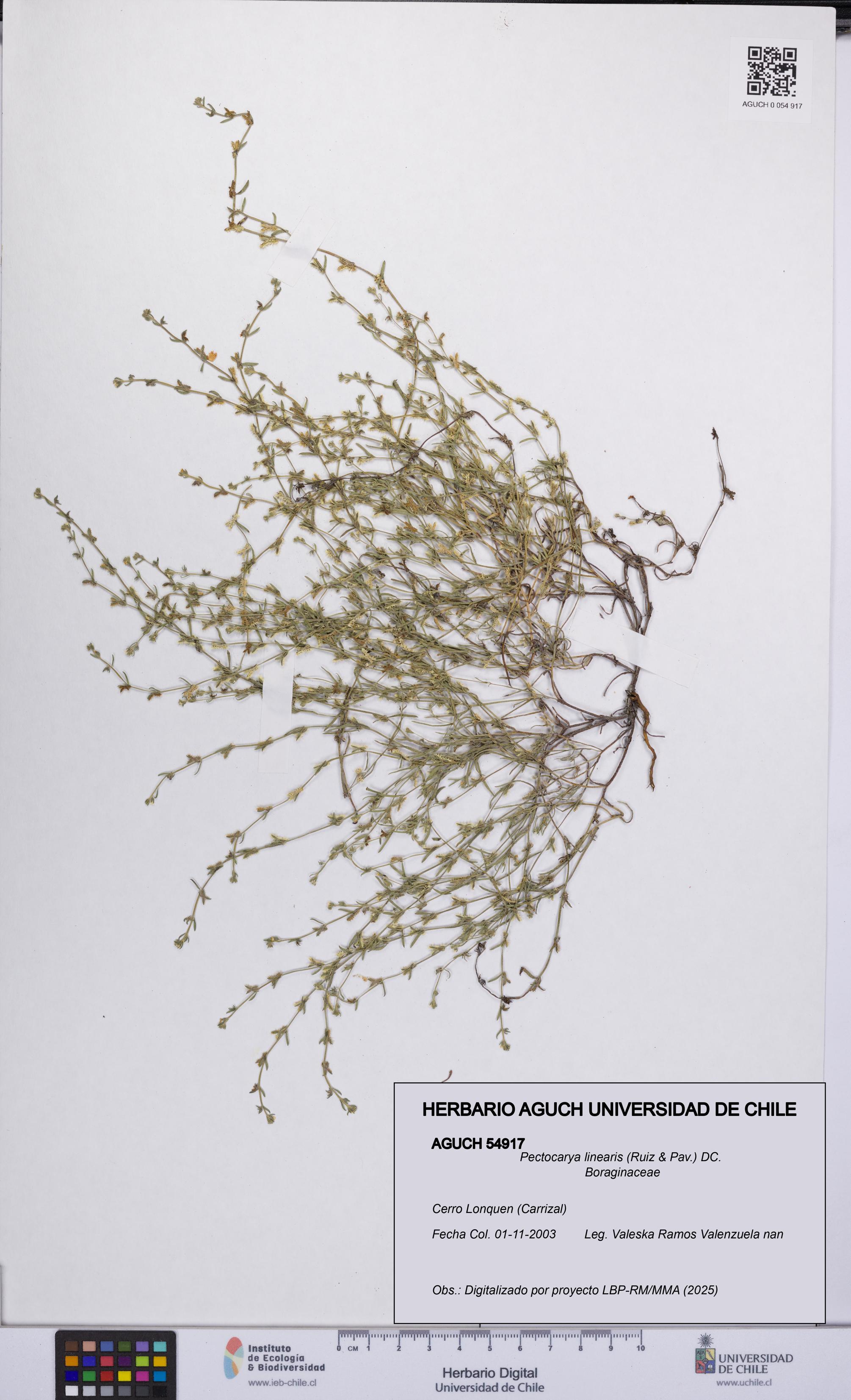 Pectocarya linearis [Espécimen: UCH:AGUCH:0054917]