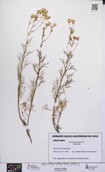 Senecio tocornalii [Espécimen: UCH:AGUCH:0054919]