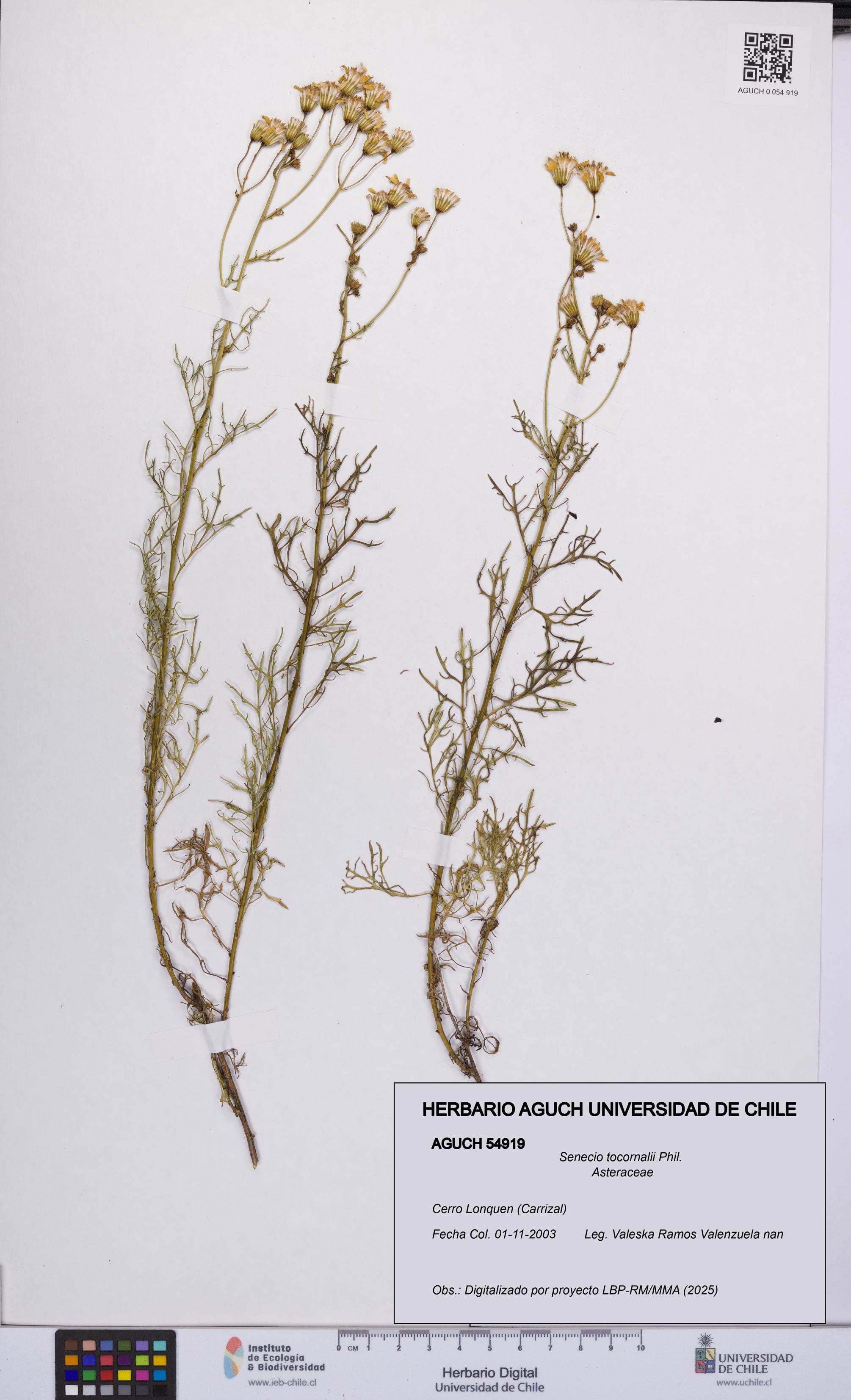 Senecio tocornalii [Espécimen: UCH:AGUCH:0054919]