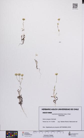 Leucheria tomentosa [Espécimen: UCH:AGUCH:0054920]