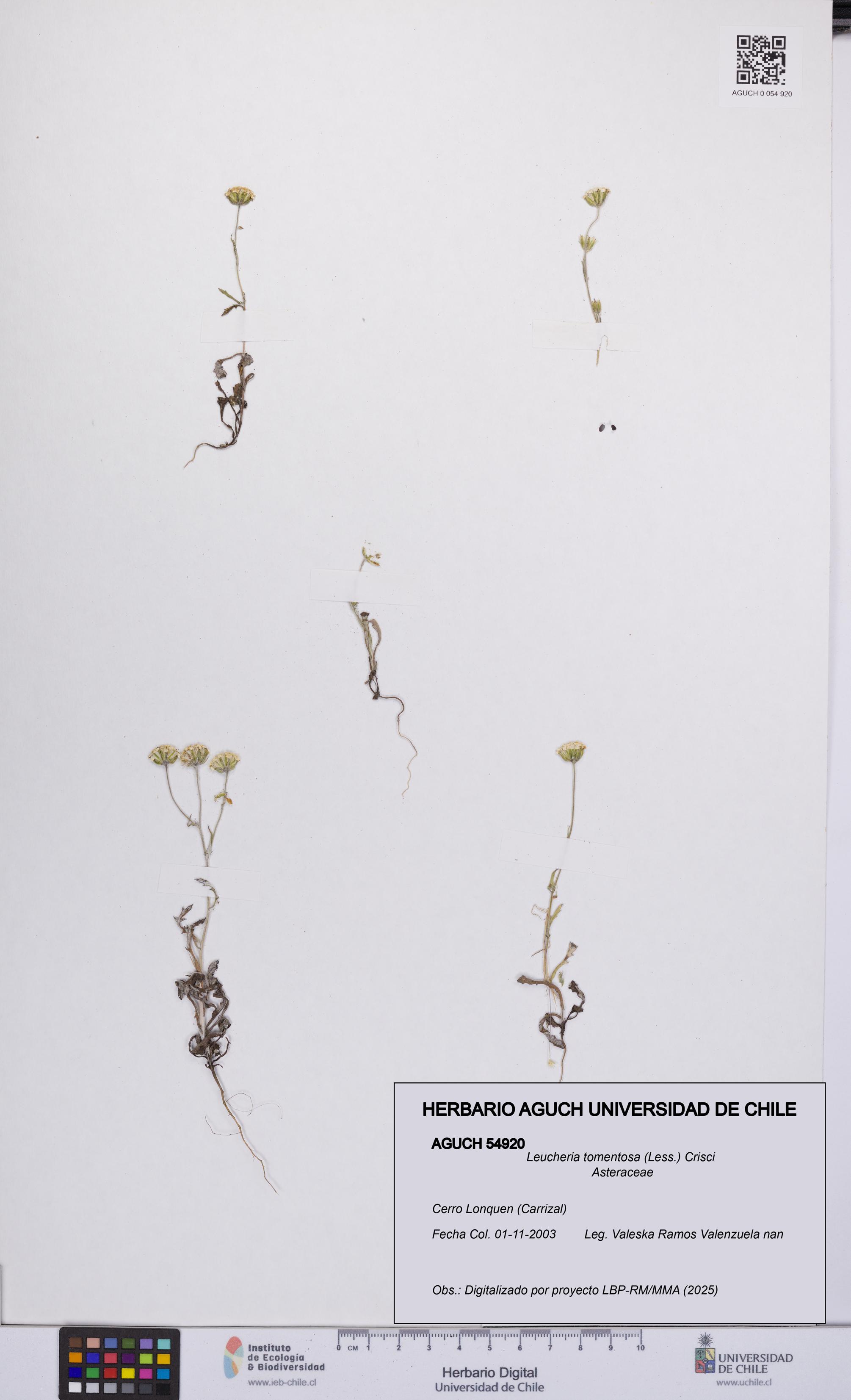 Leucheria tomentosa [Espécimen: UCH:AGUCH:0054920]