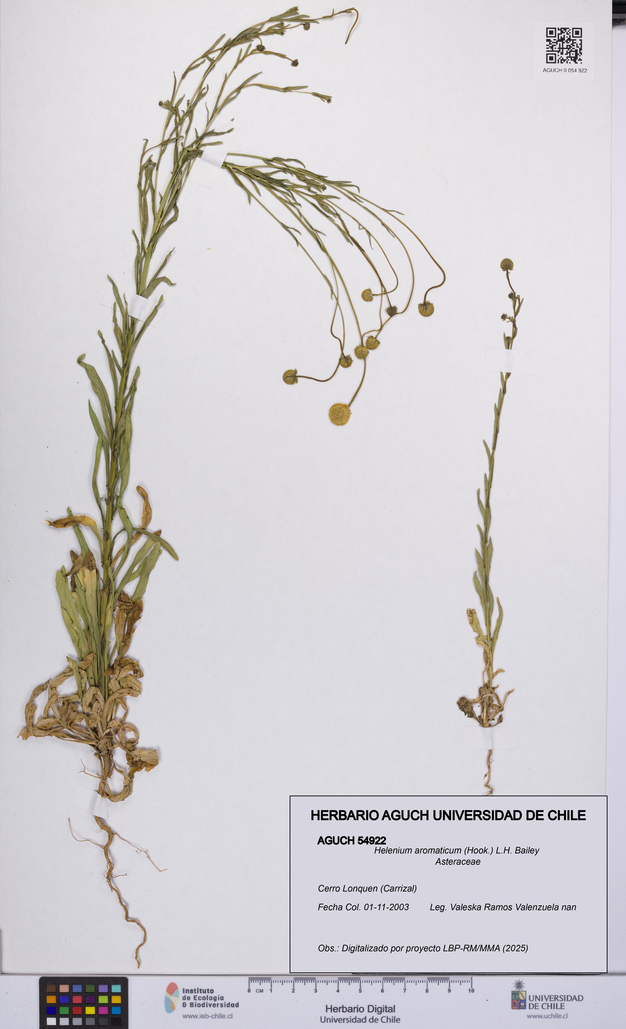 Helenium aromaticum [Espécimen: UCH:AGUCH:0054922]
