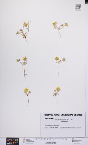 Chaetanthera ciliata [Espécimen: UCH:AGUCH:0054923]