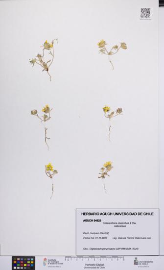 Chaetanthera ciliata [Espécimen: UCH:AGUCH:0054923]