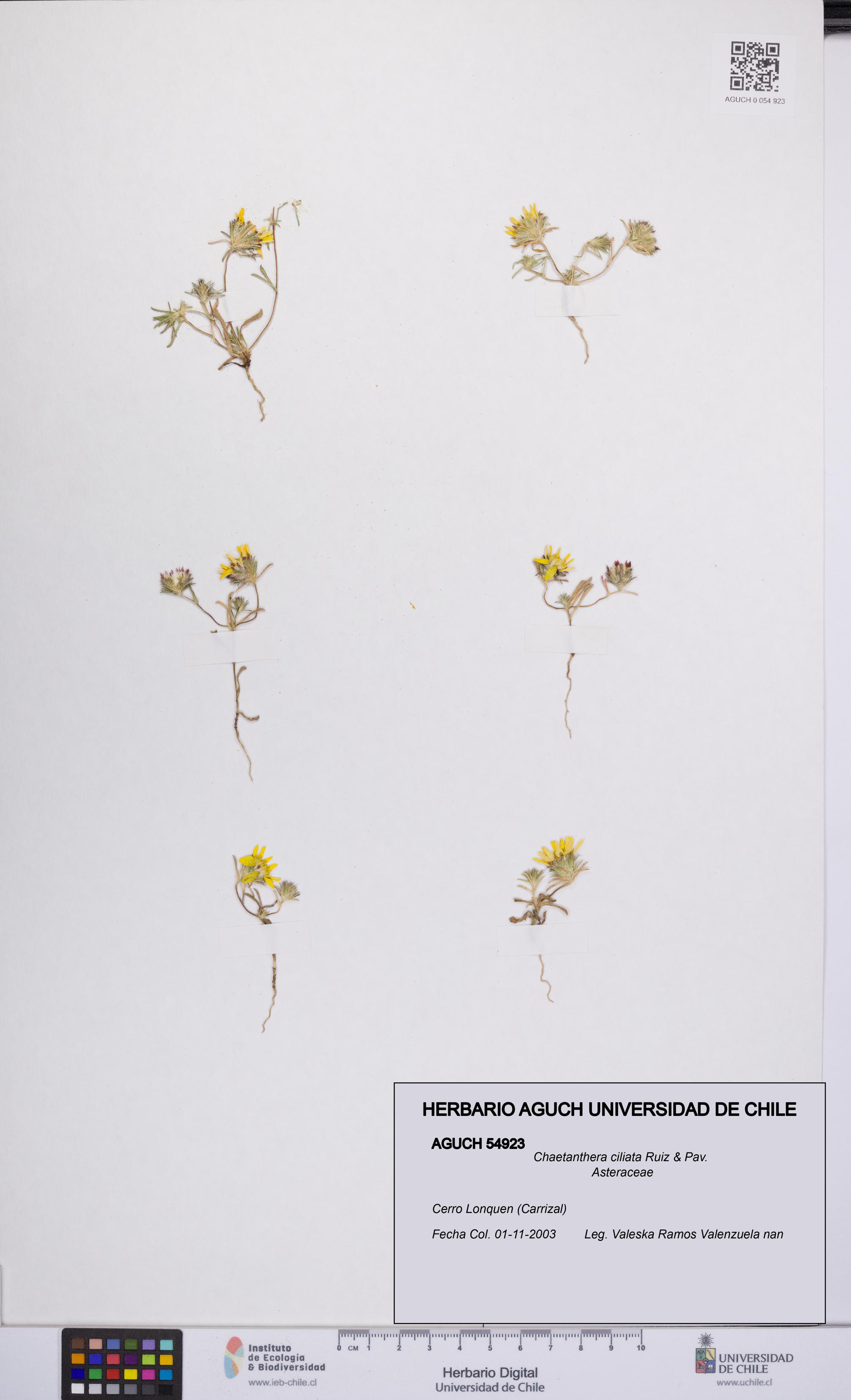 Chaetanthera ciliata [Espécimen: UCH:AGUCH:0054923]