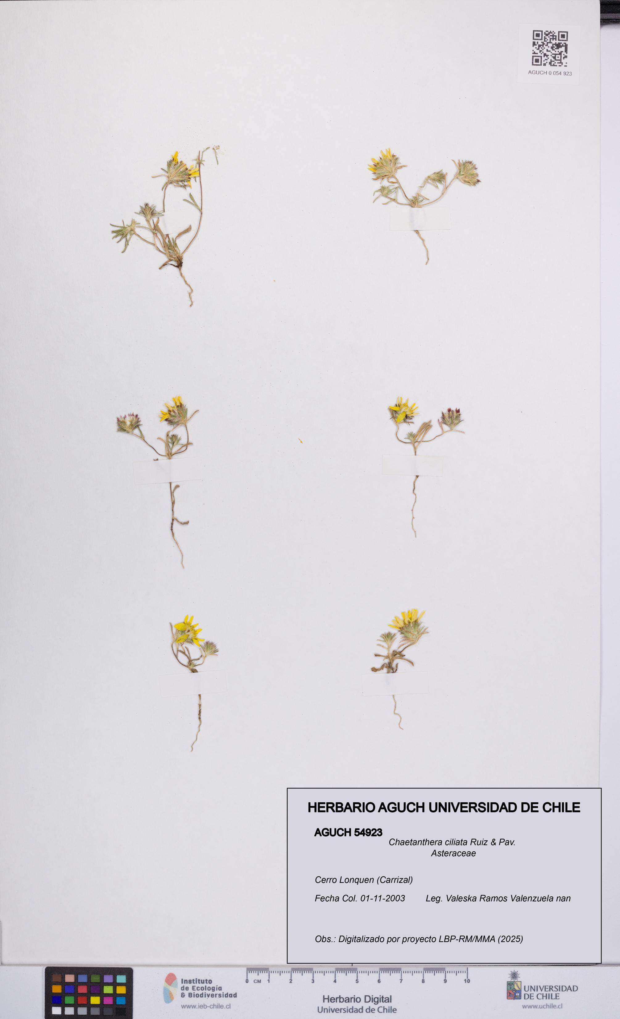 Chaetanthera ciliata [Espécimen: UCH:AGUCH:0054923]