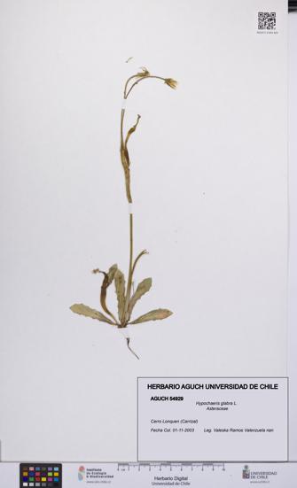 Hypochaeris glabra [Espécimen: UCH:AGUCH:0054929]