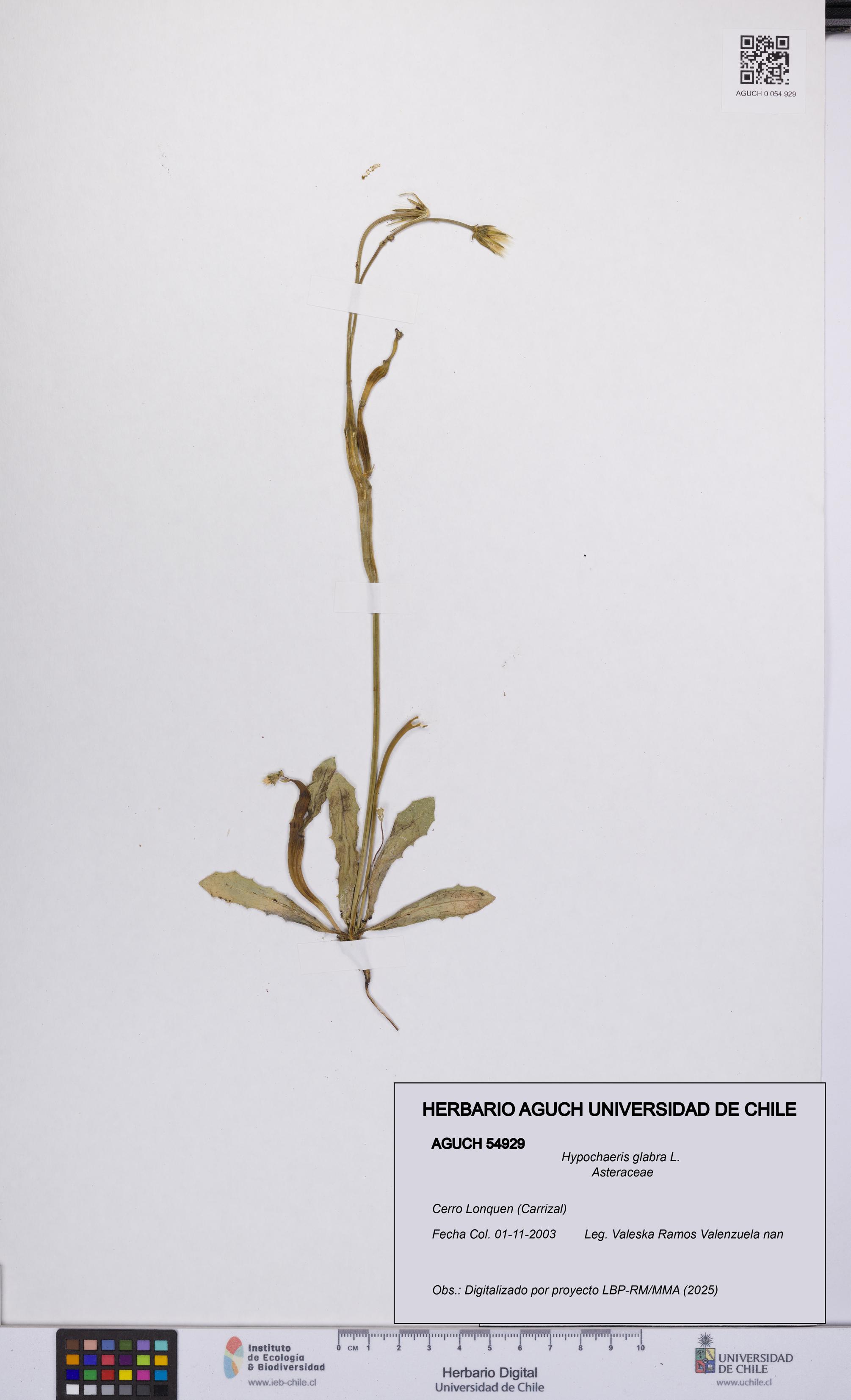 Hypochaeris glabra [Espécimen: UCH:AGUCH:0054929]