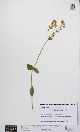 Calceolaria glandulosa [Espécimen: UCH:AGUCH:0055153]