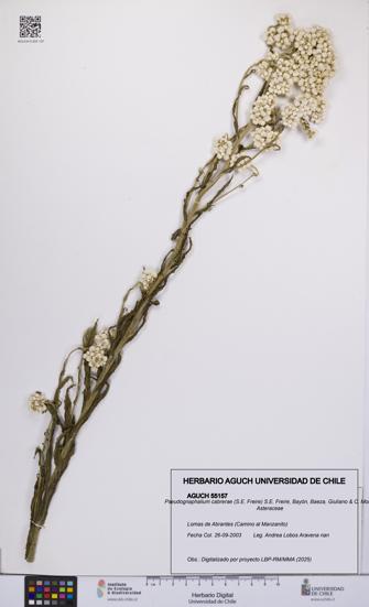 Pseudognaphalium cabrerae [Espécimen: UCH:AGUCH:0055157]