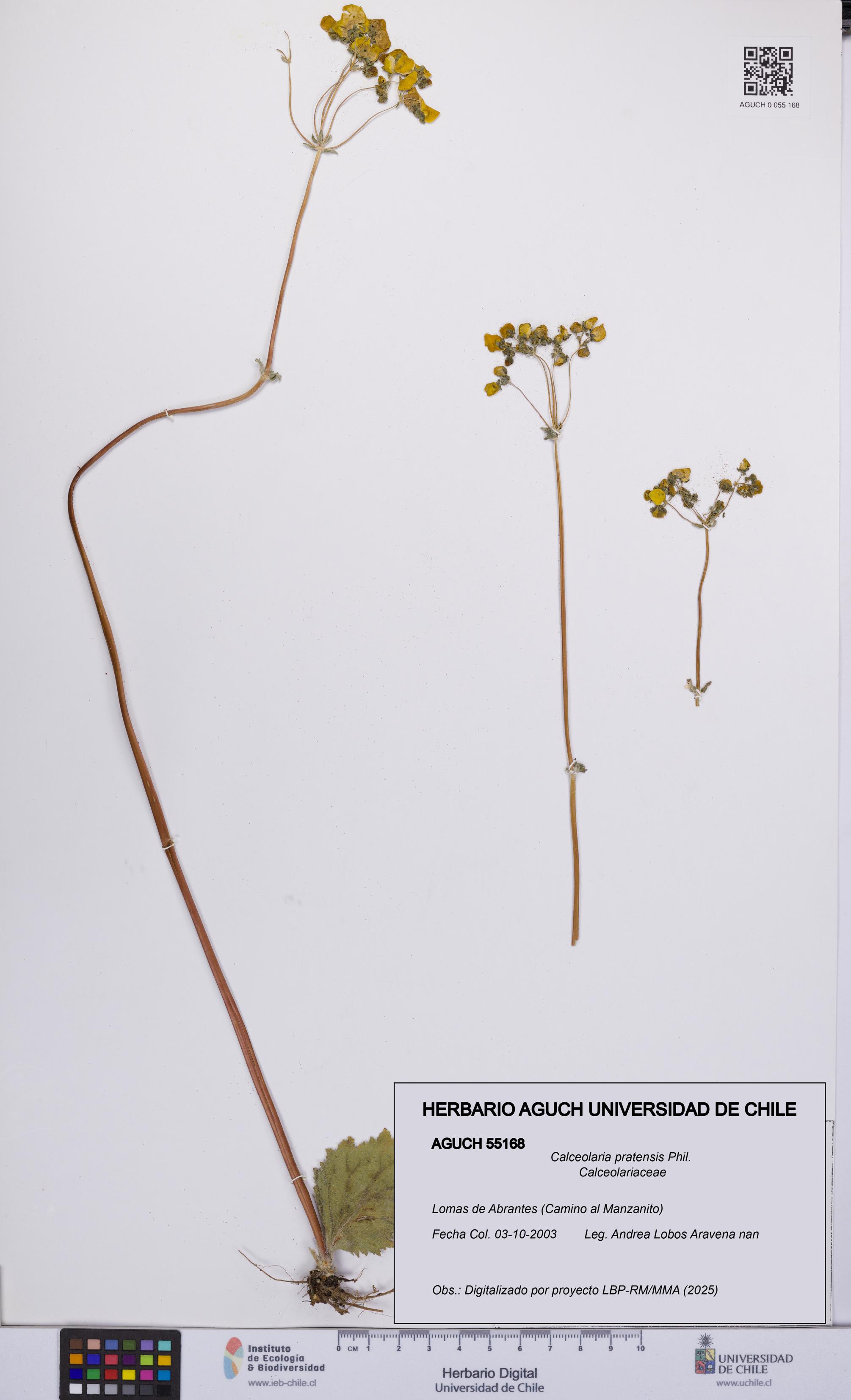 Calceolaria pratensis [Espécimen: UCH:AGUCH:0055168]