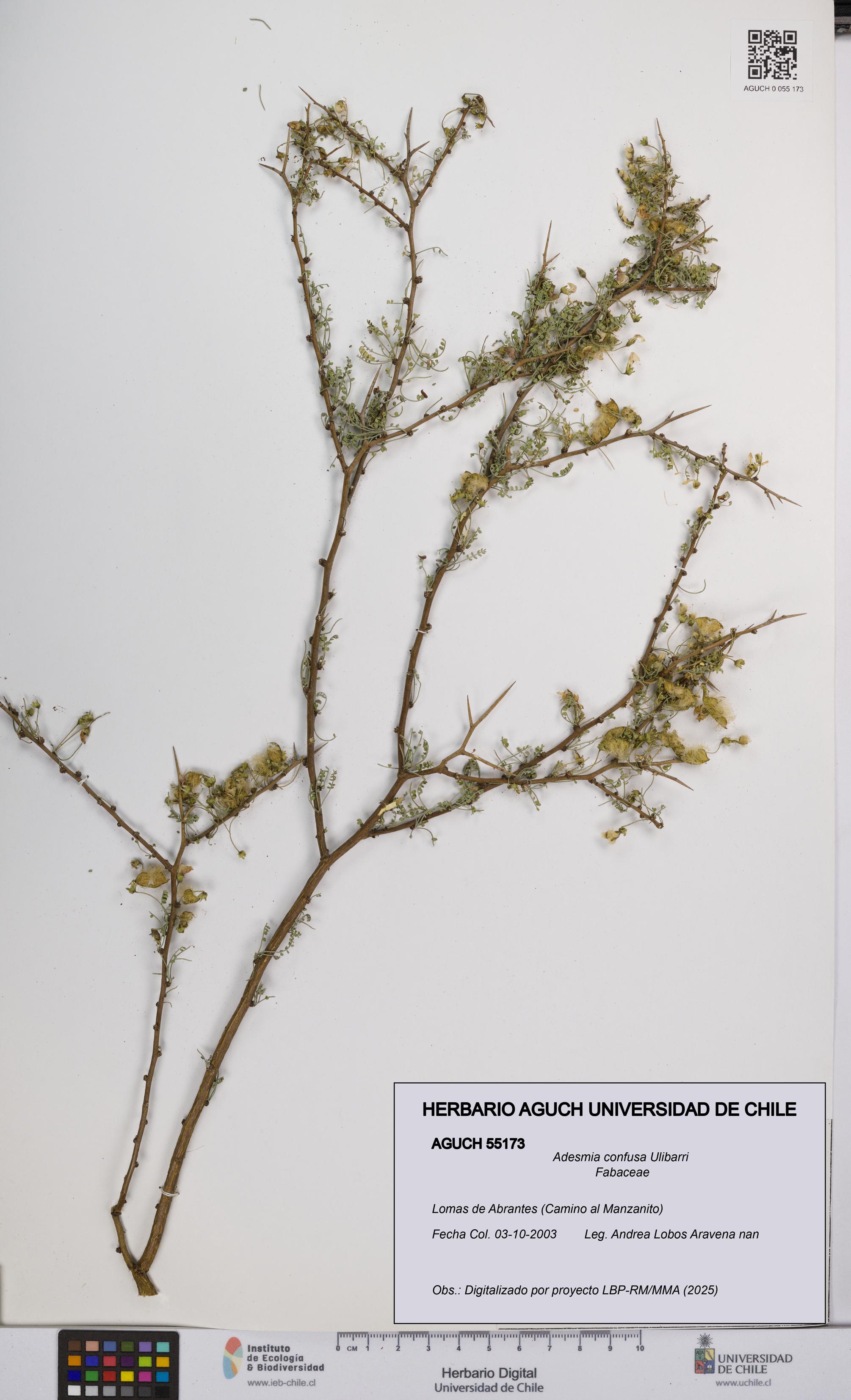 Adesmia confusa [Espécimen: UCH:AGUCH:0055173]