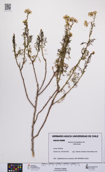Senecio micropifolius [Espécimen: UCH:AGUCH:0055206]