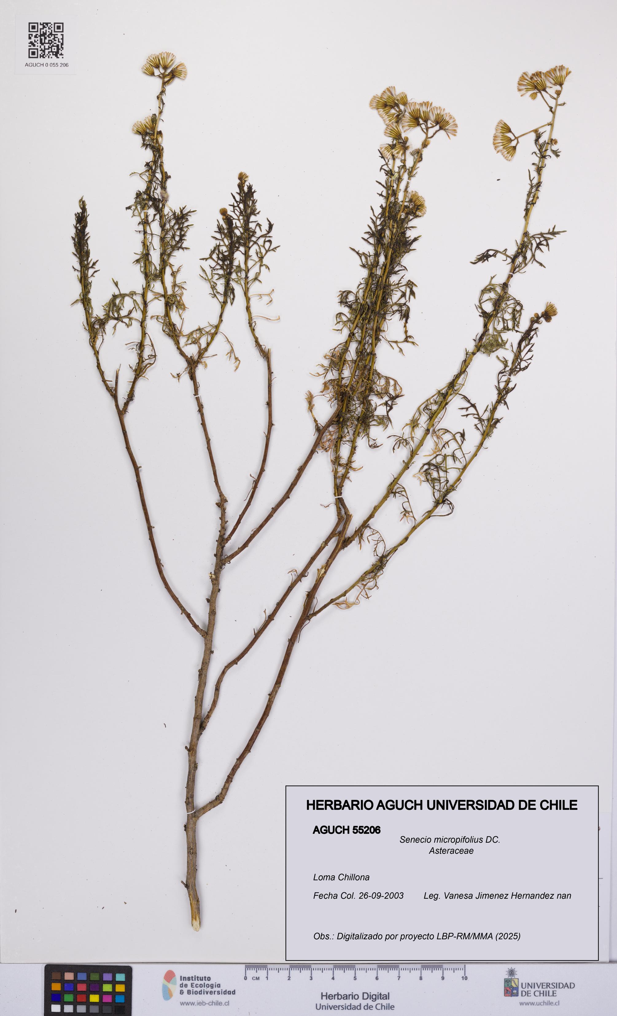 Senecio micropifolius [Espécimen: UCH:AGUCH:0055206]