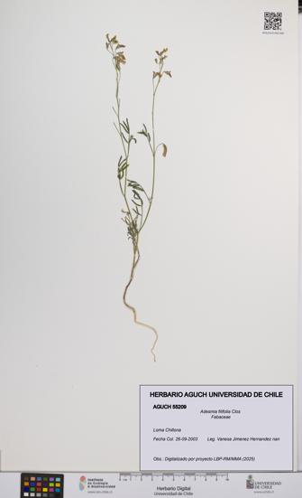Adesmia filifolia [Espécimen: UCH:AGUCH:0055209]