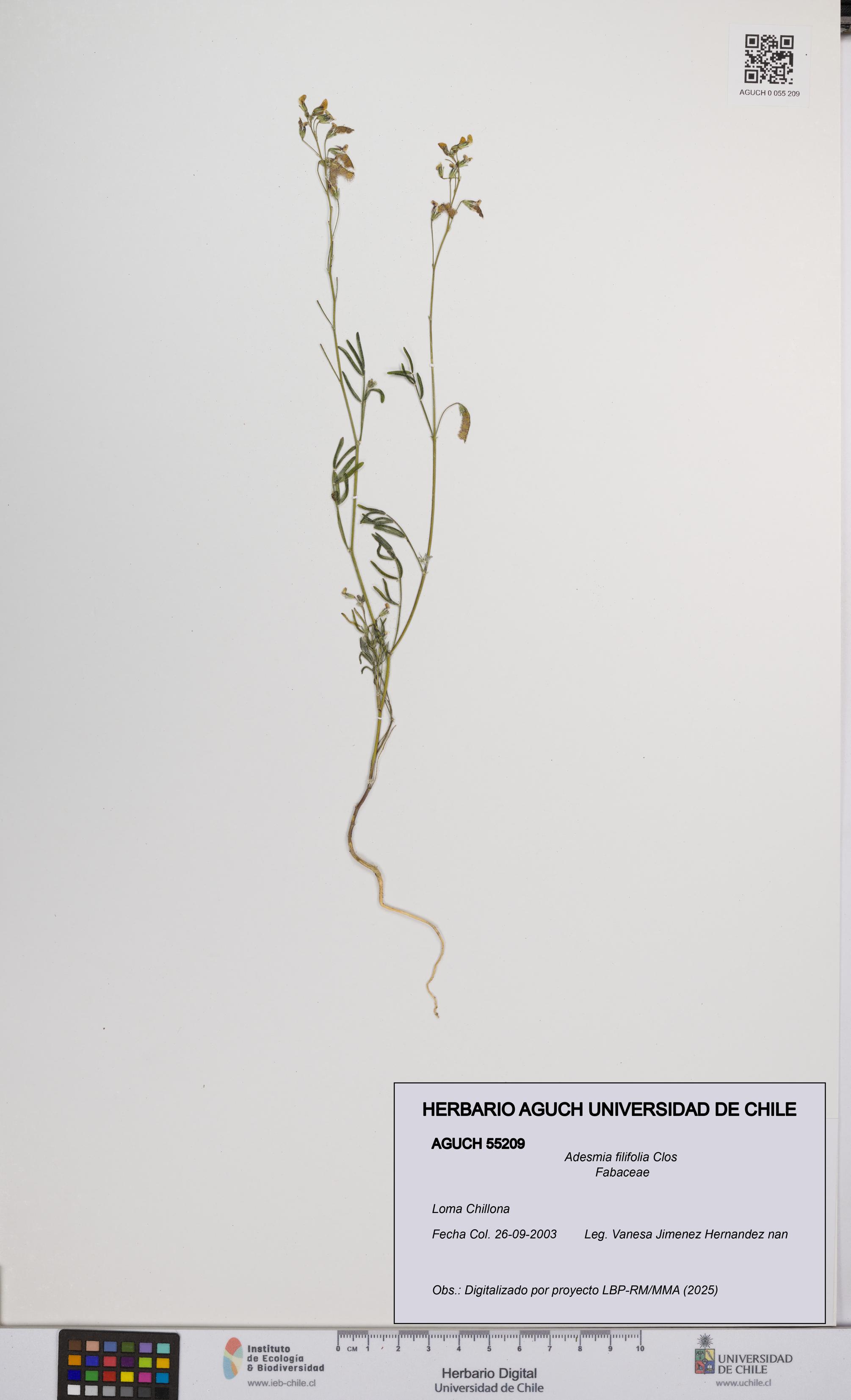 Adesmia filifolia [Espécimen: UCH:AGUCH:0055209]