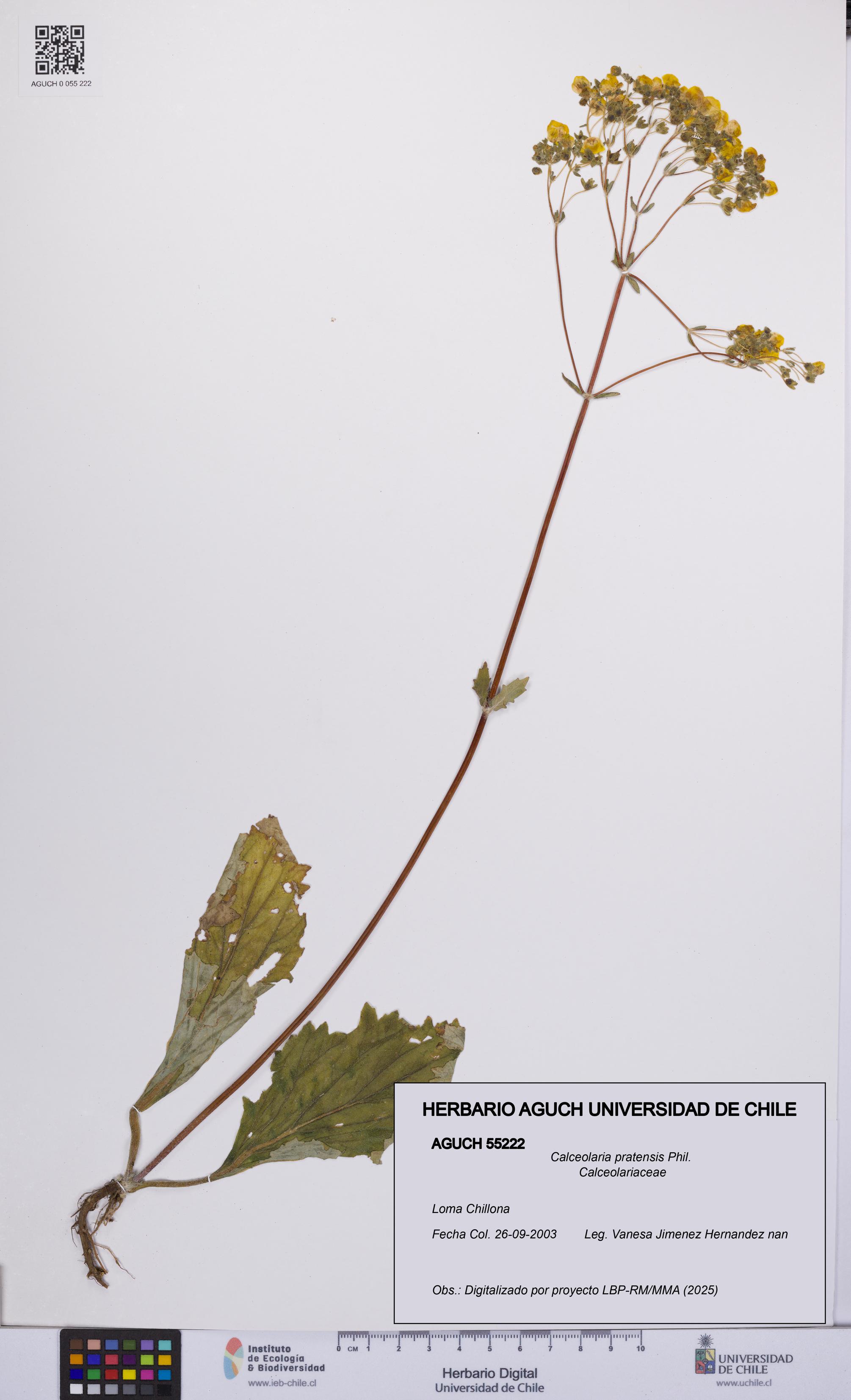 Calceolaria pratensis [Espécimen: UCH:AGUCH:0055222]