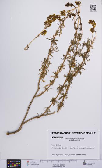 Calceolaria thyrsiflora [Espécimen: UCH:AGUCH:0055223]