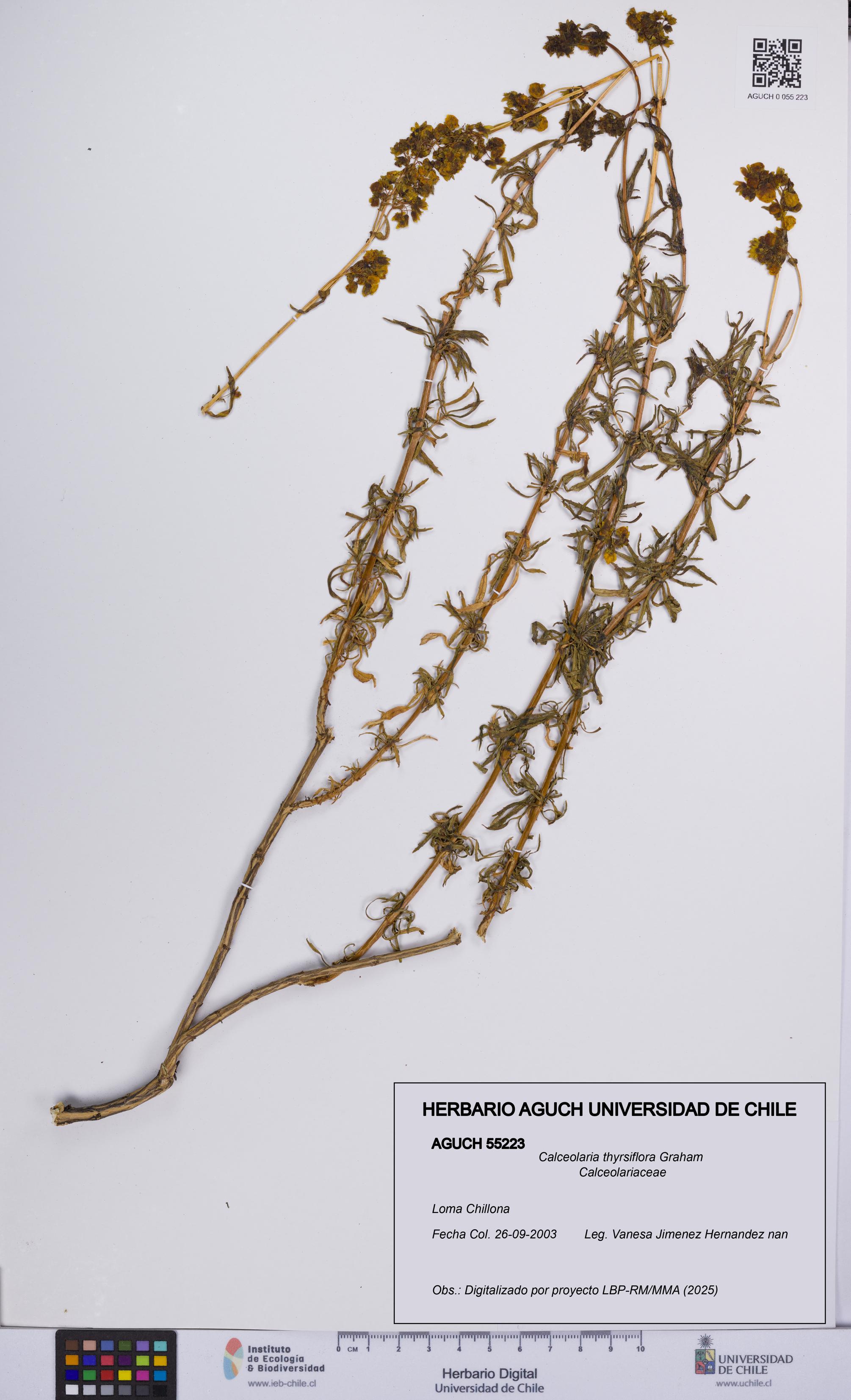 Calceolaria thyrsiflora [Espécimen: UCH:AGUCH:0055223]