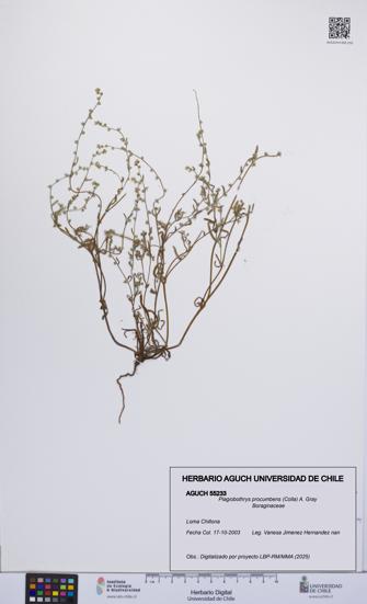 Plagiobothrys procumbens [Espécimen: UCH:AGUCH:0055233]