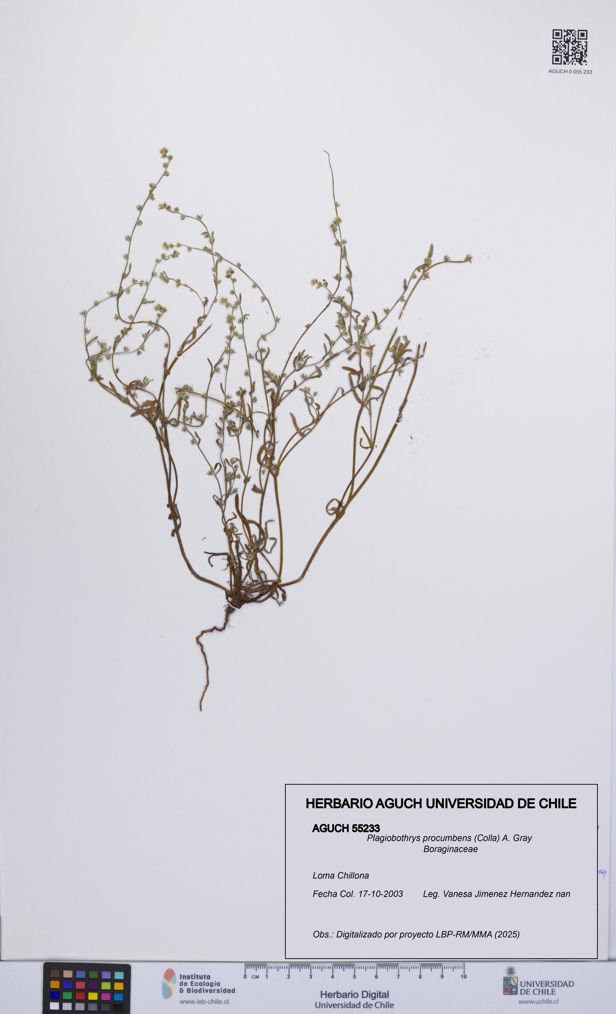 Plagiobothrys procumbens [Espécimen: UCH:AGUCH:0055233]