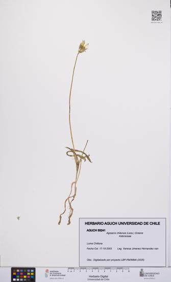 Agoseris chilensis [Espécimen: UCH:AGUCH:0055241]