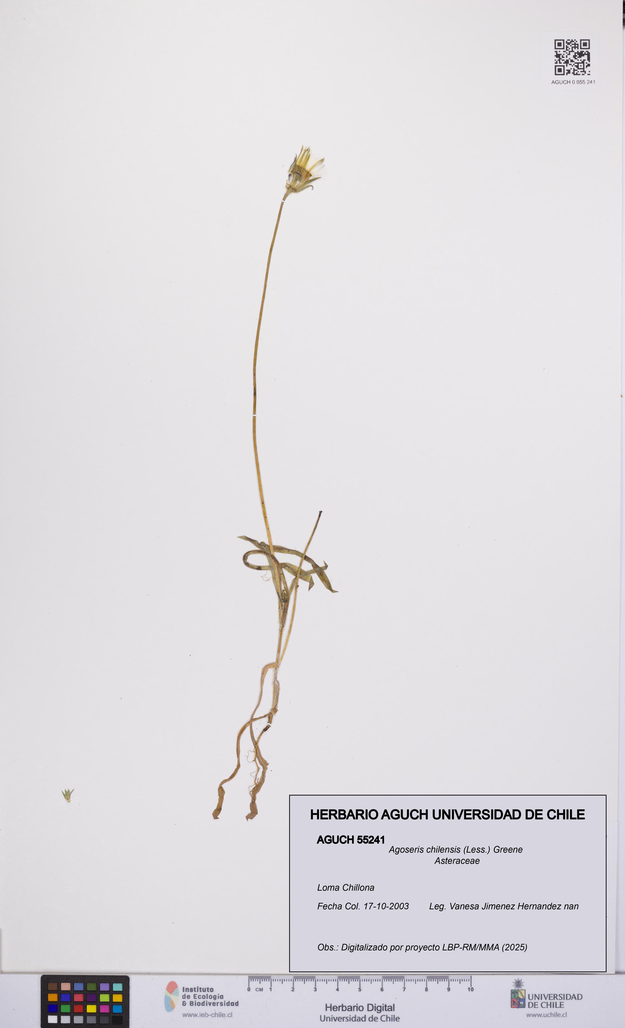 Agoseris chilensis [Espécimen: UCH:AGUCH:0055241]