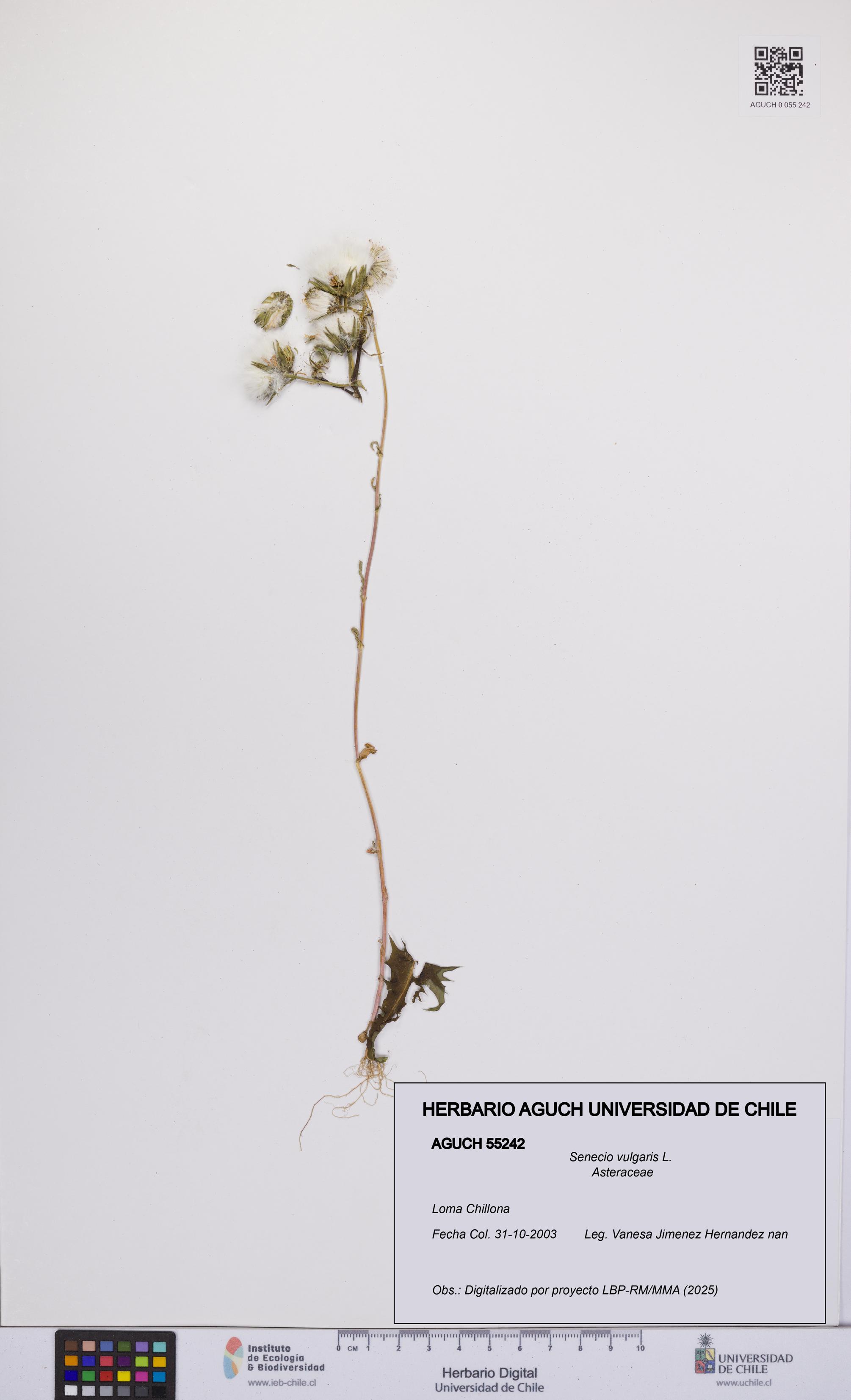 Senecio vulgaris [Espécimen: UCH:AGUCH:0055242]