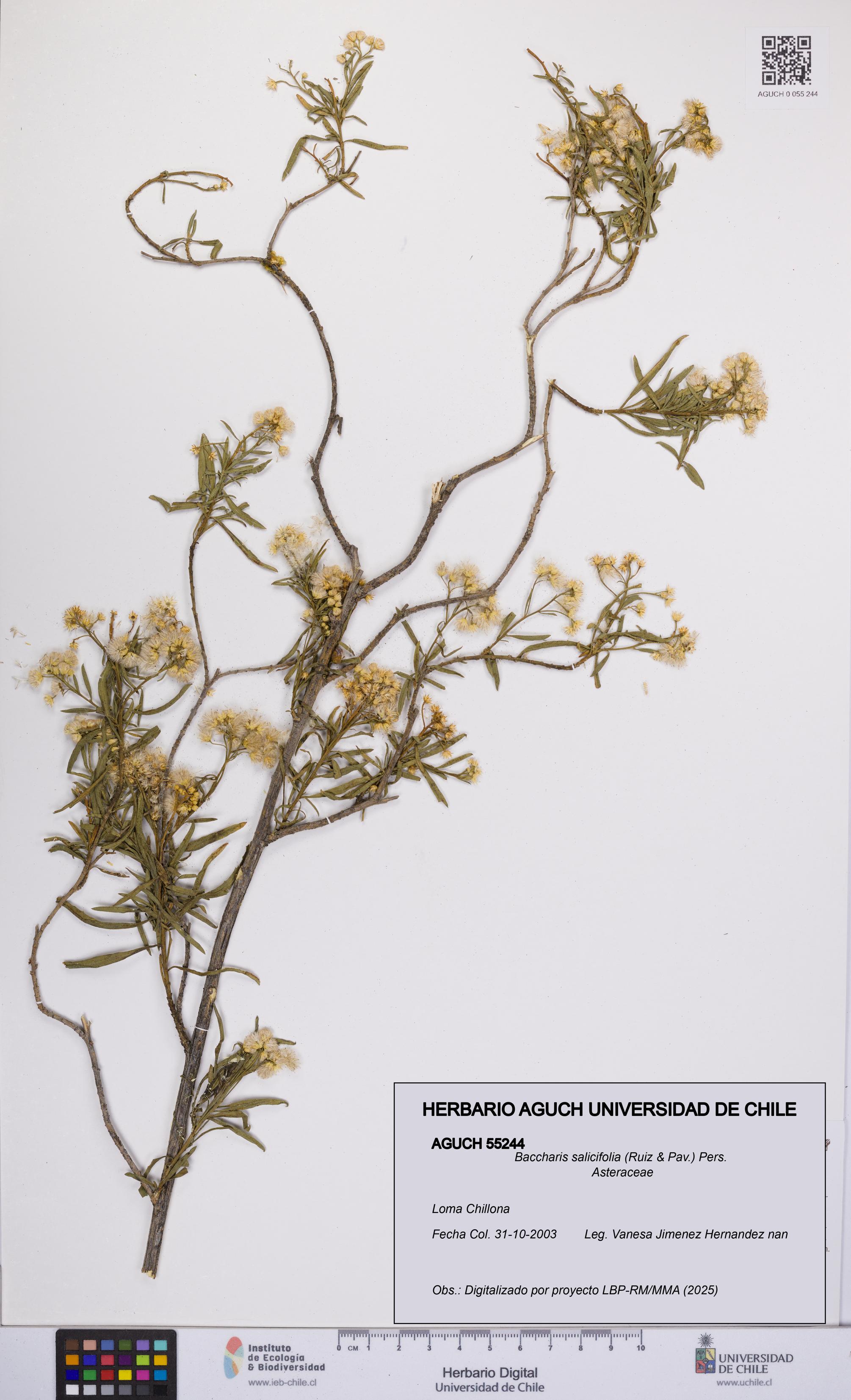 Baccharis salicifolia [Espécimen: UCH:AGUCH:0055244]