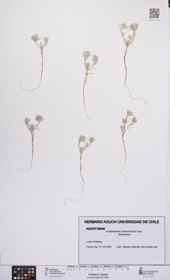 Chaetanthera moenchioides [Espécimen: UCH:AGUCH:0055248]
