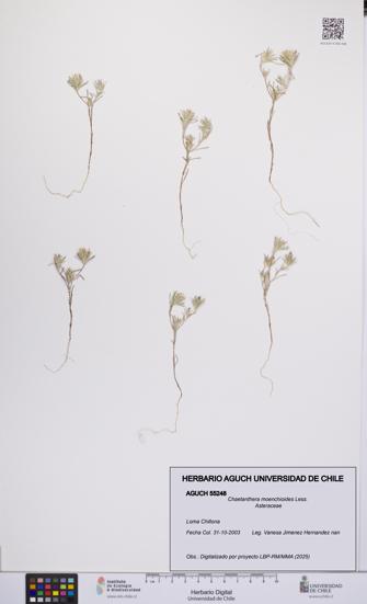 Chaetanthera moenchioides [Espécimen: UCH:AGUCH:0055248]