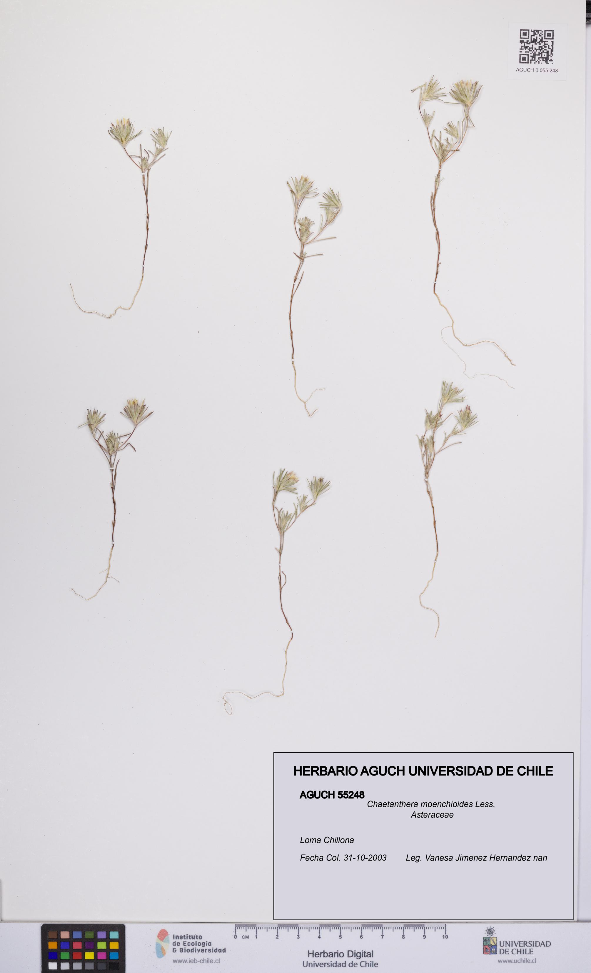 Chaetanthera moenchioides [Espécimen: UCH:AGUCH:0055248]