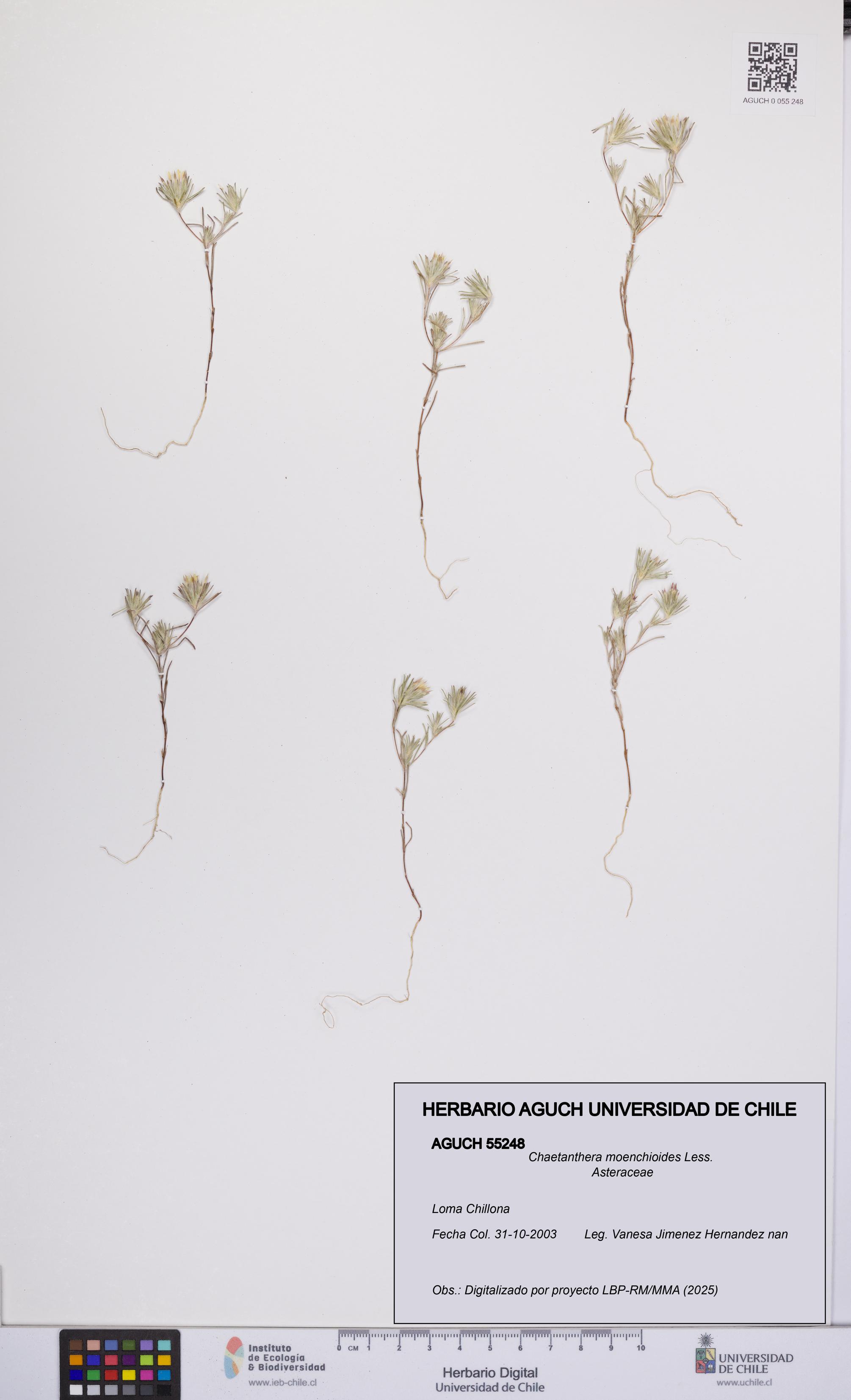 Chaetanthera moenchioides [Espécimen: UCH:AGUCH:0055248]