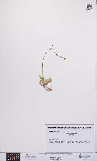 Hypochaeris glabra [Espécimen: UCH:AGUCH:0055250]