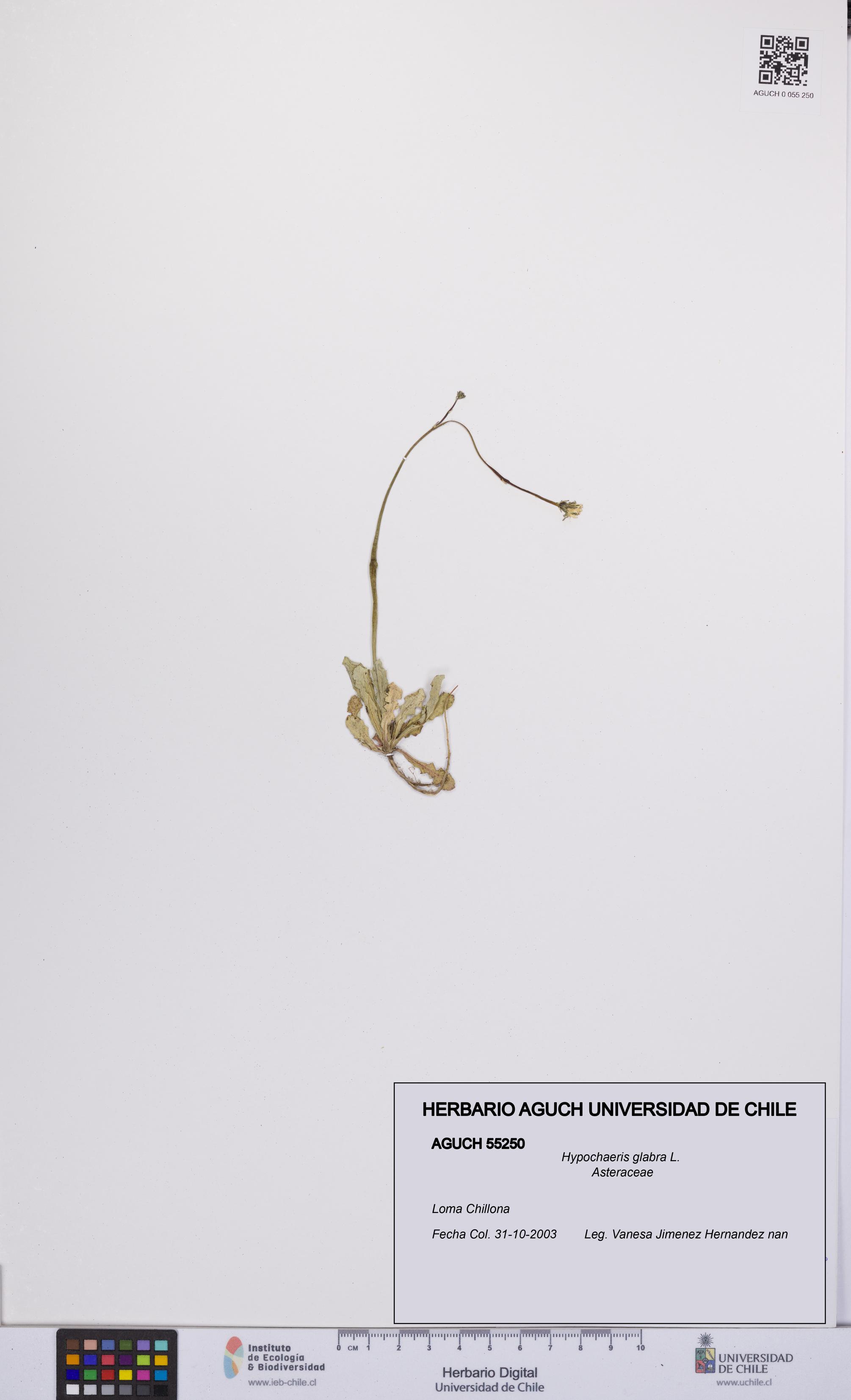 Hypochaeris glabra [Espécimen: UCH:AGUCH:0055250]