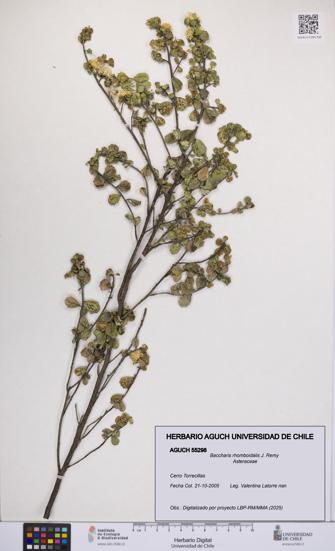 Baccharis rhomboidalis [Espécimen: UCH:AGUCH:0055298]