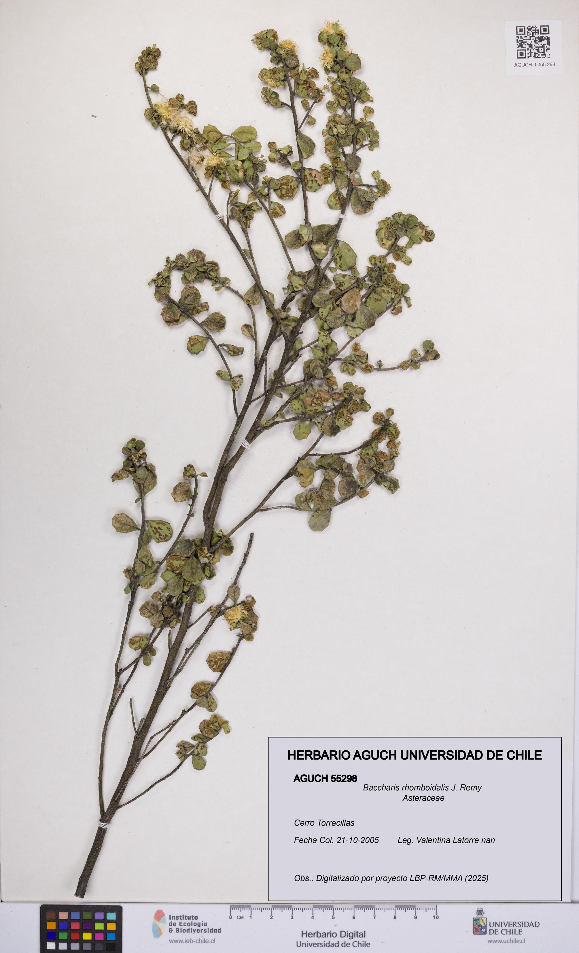 Baccharis rhomboidalis [Espécimen: UCH:AGUCH:0055298]