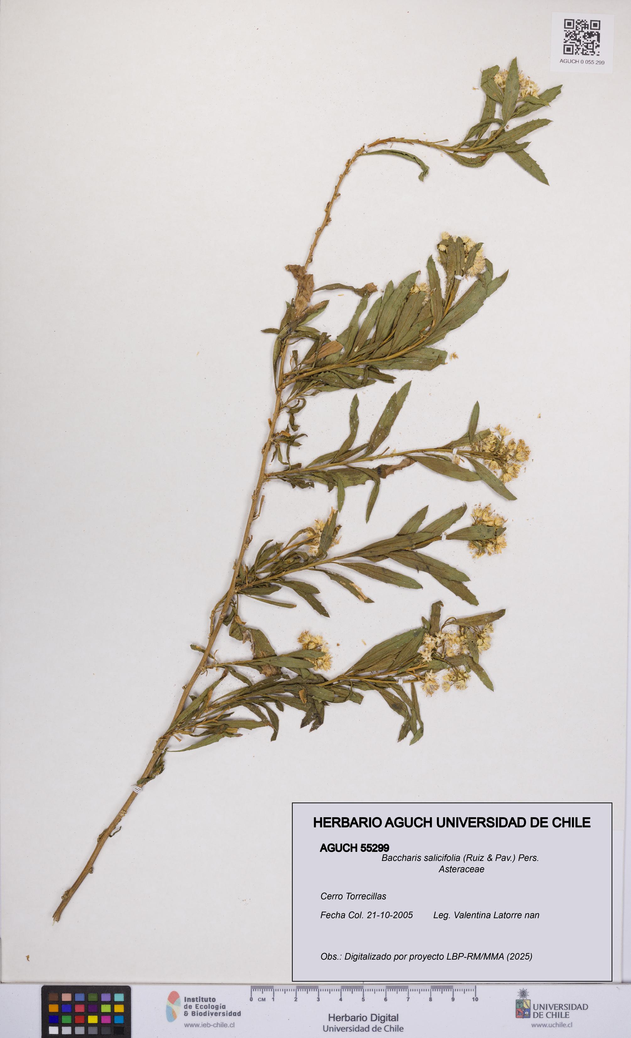 Baccharis salicifolia [Espécimen: UCH:AGUCH:0055299]