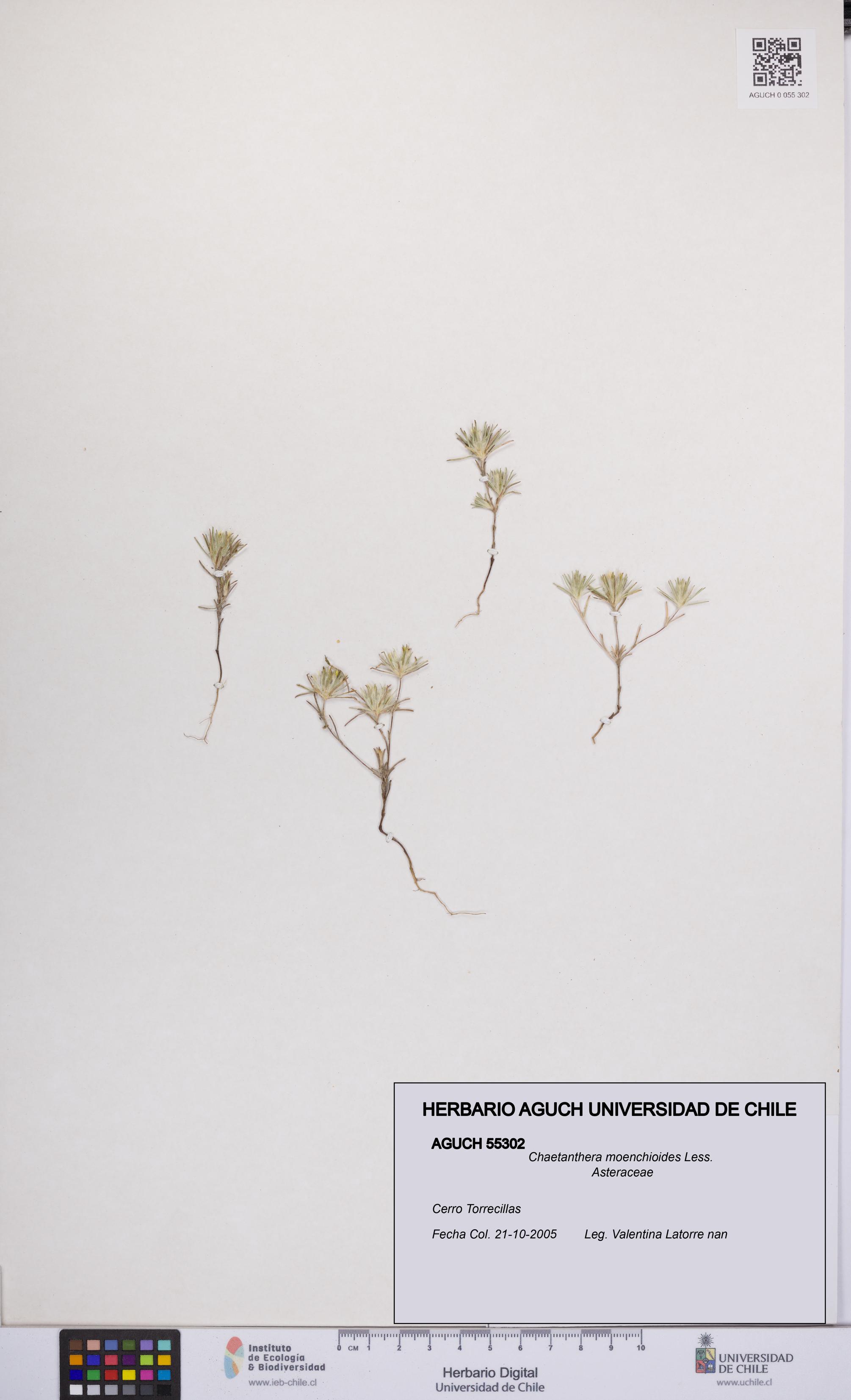 Chaetanthera moenchioides [Espécimen: UCH:AGUCH:0055302]