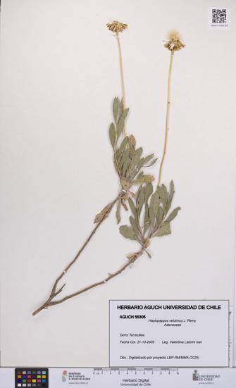 Haplopappus velutinus [Espécimen: UCH:AGUCH:0055305]