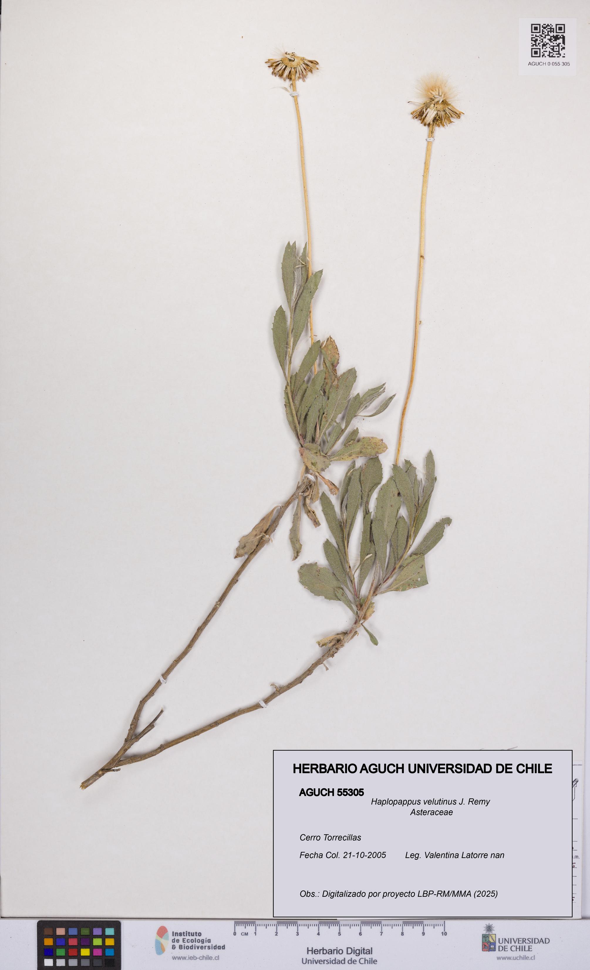 Haplopappus velutinus [Espécimen: UCH:AGUCH:0055305]